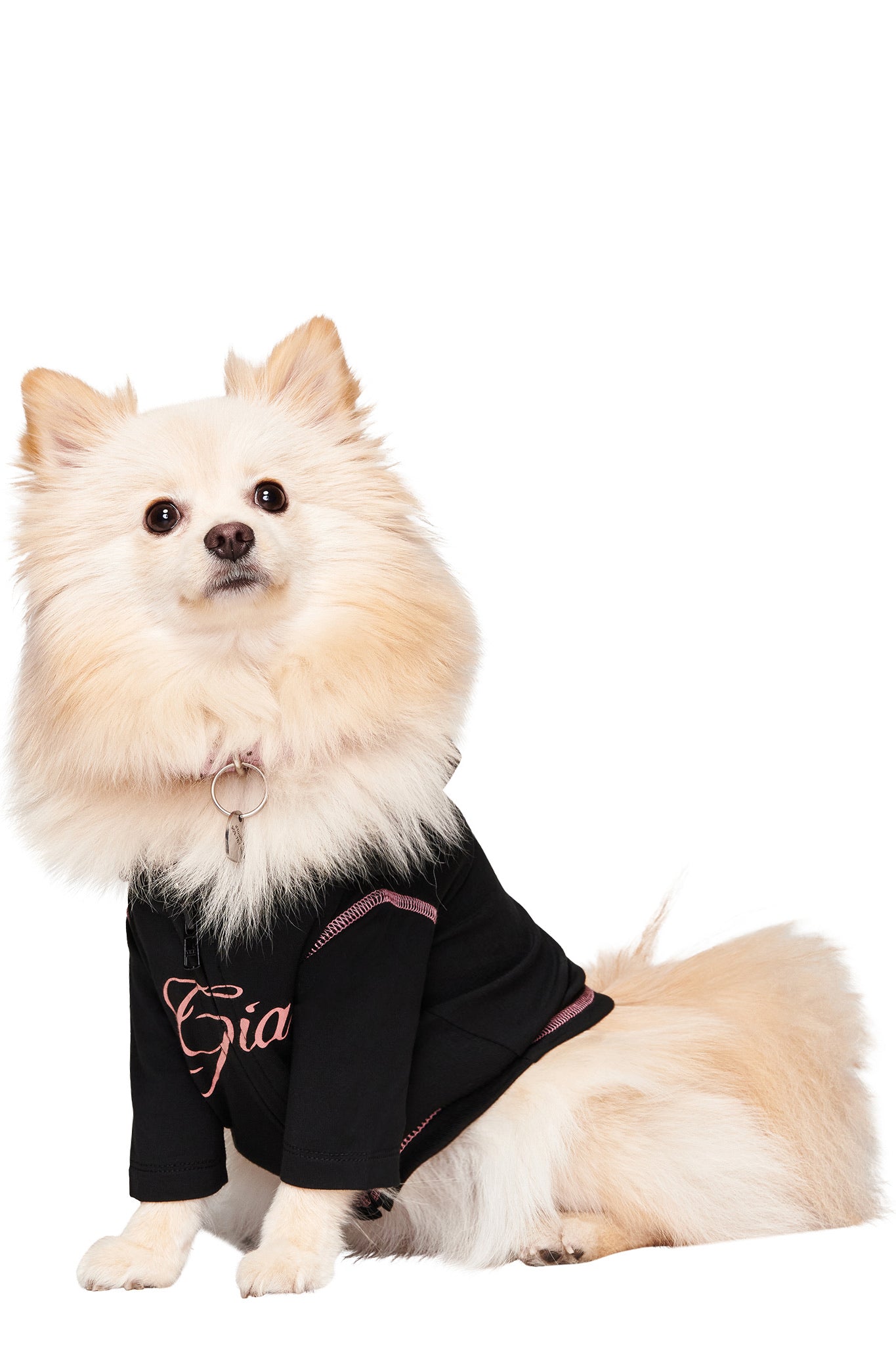 A fluffy, cream-colored Pomeranian sits facing forward in the I.AM.GIA BLARE BEST FRIEND DOG HOODIE in black, featuring pink lettering. The stylish pet apparel stands out against the plain white background.