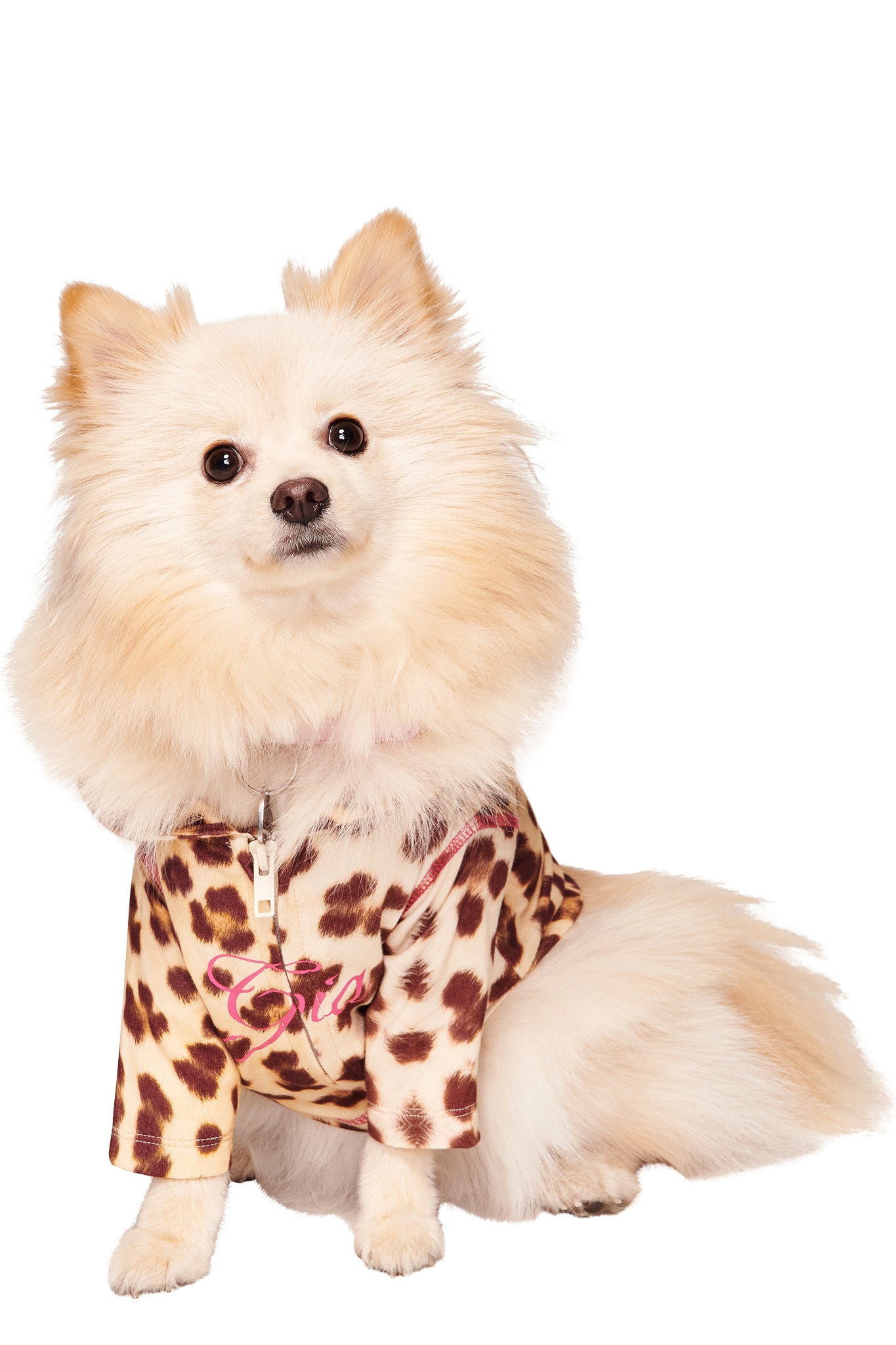 A fluffy cream-colored Pomeranian sits facing forward, wearing the I.AM.GIA BLARE BEST FRIEND DOG HOODIE - WILD CARD with a leopard print and pink writing. The background is plain white.