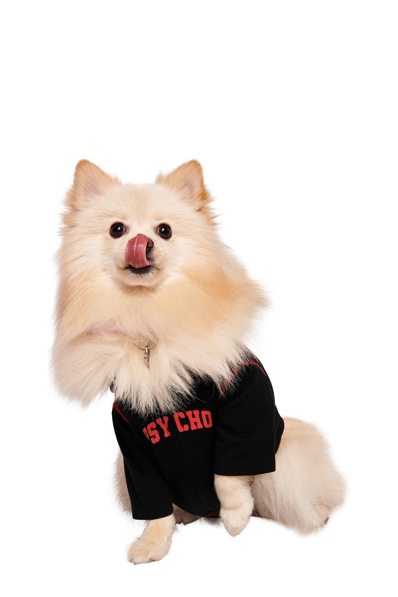 A fluffy cream-colored Pomeranian wearing the I.AM.GIA BLARE BEST FRIEND DOG HOODIE - BLACK PSYCHO sits and licks its nose against a plain white background.
