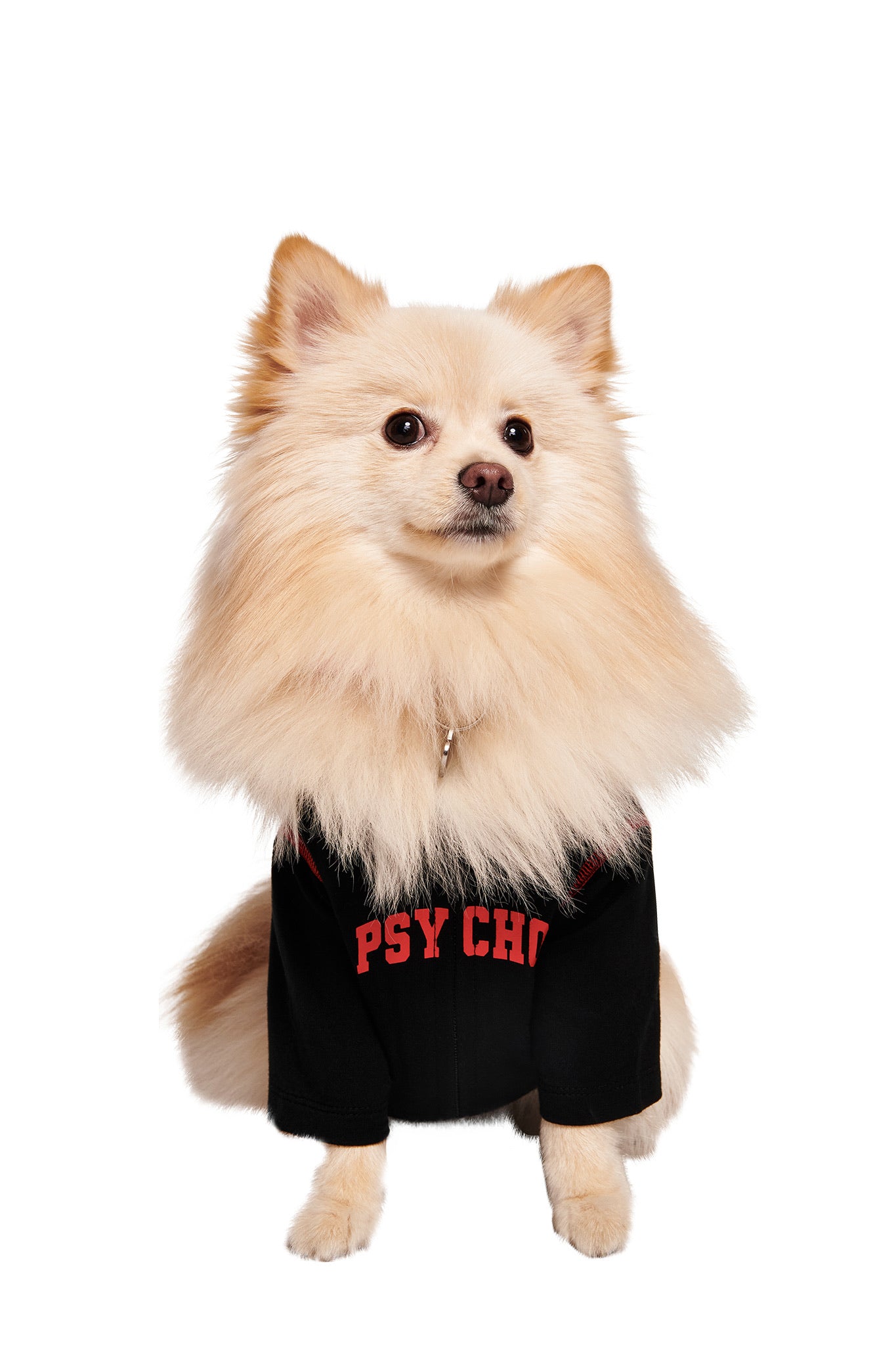 A cream Pomeranian faces forward in the I.AM.GIA BLARE BEST FRIEND DOG HOODIE - BLACK PSYCHO, featuring bold red lettering, against a white background—ideal for coordinating pet outfits.