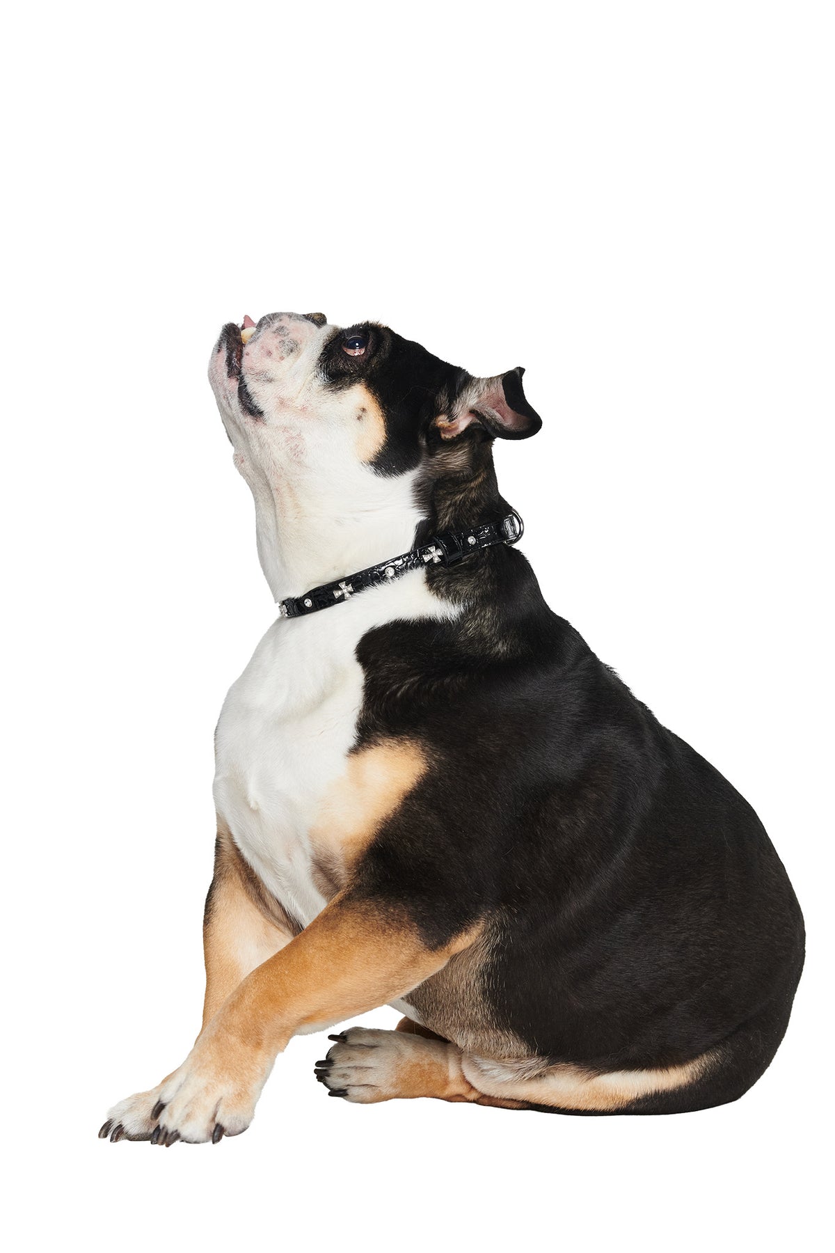 A black, white, and tan bulldog wearing the STAR PET COLLAR - BLACK by I.AM.GIA—with rhinestone cross charms and an adjustable fit—sits on the ground and looks upward against a white background.