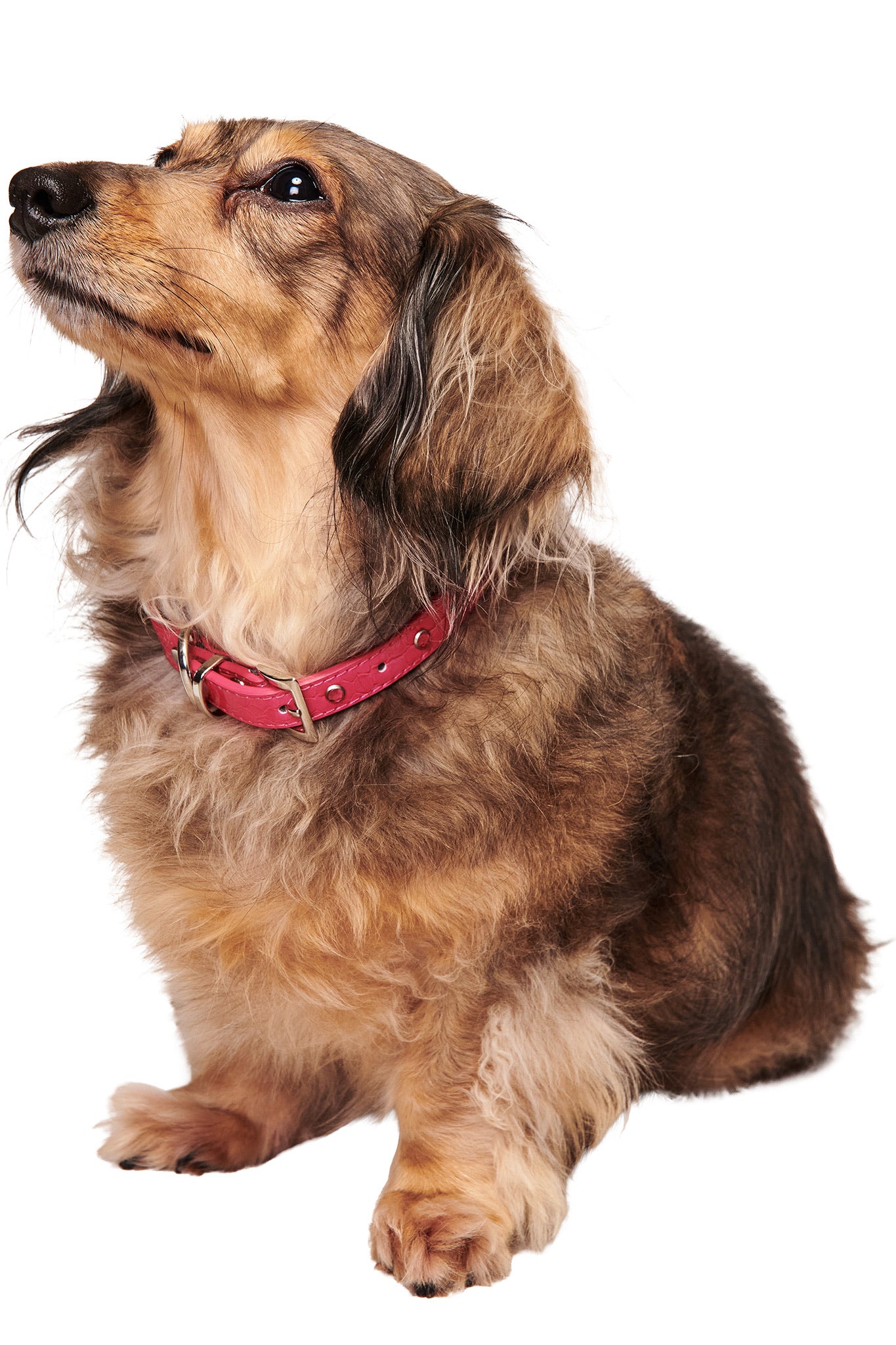 A long-haired dachshund with brown and black fur sits upright, wearing the I.AM.GIA STAR PET COLLAR - HOT PINK, looking up slightly against a white background.