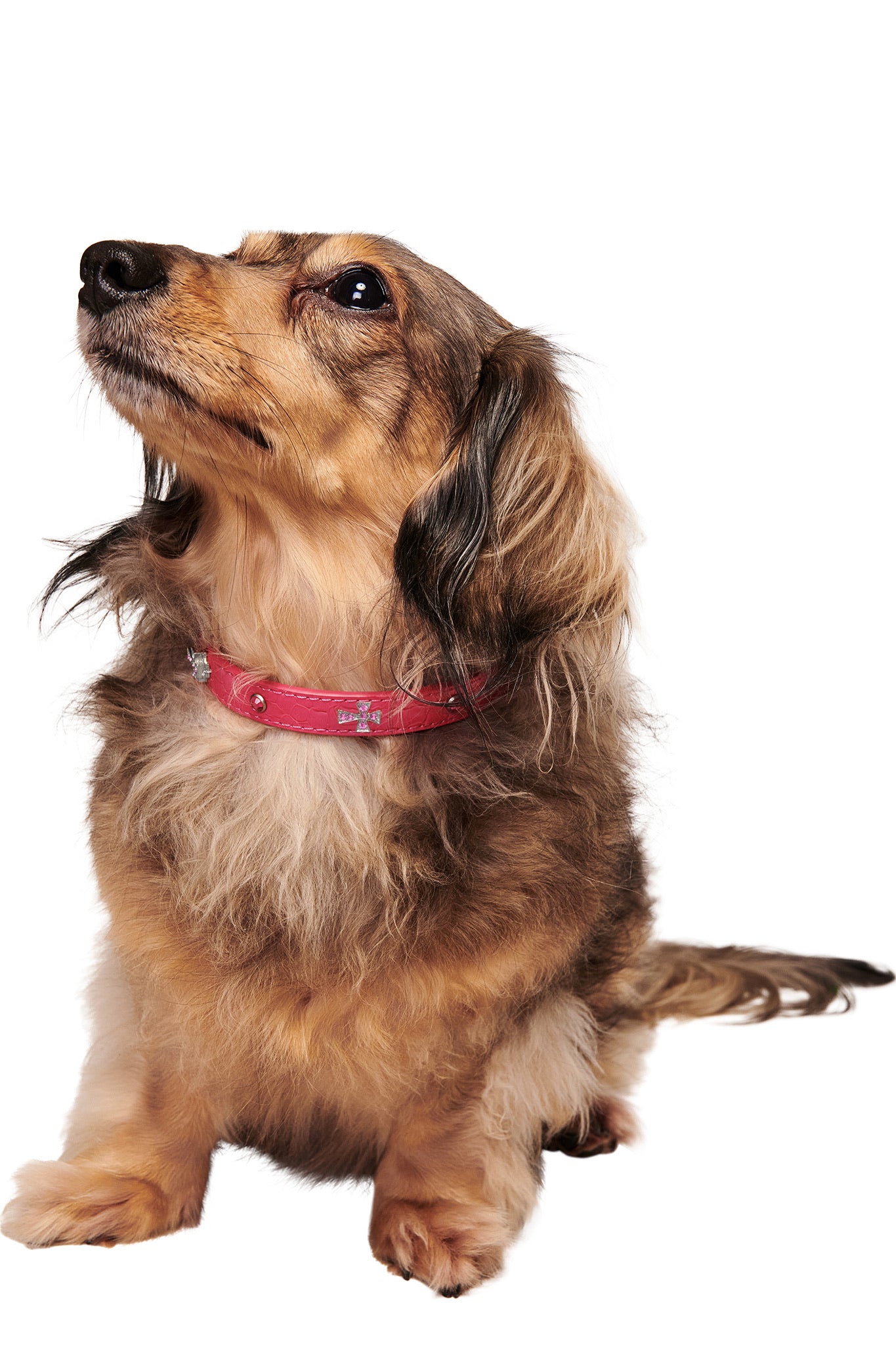 A long-haired dachshund with brown and tan fur sits and looks upward, wearing the I.AM.GIA STAR PET COLLAR - HOT PINK, adorned with rhinestone cross charms, against a white background.