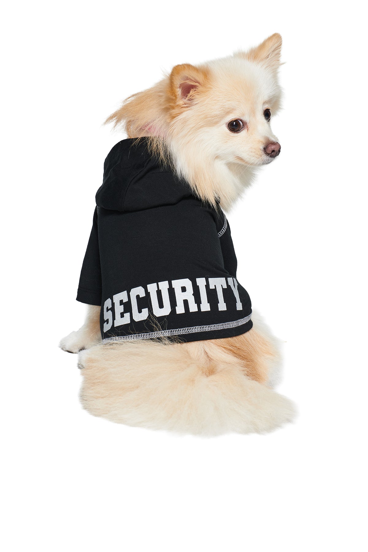 A small, fluffy cream-colored dog sits facing left, wearing the I.AM.GIA BLARE DOG HOODIE - JET BLACK : SECURITY, which features bold white “SECURITY” lettering on the back. The background is plain white.