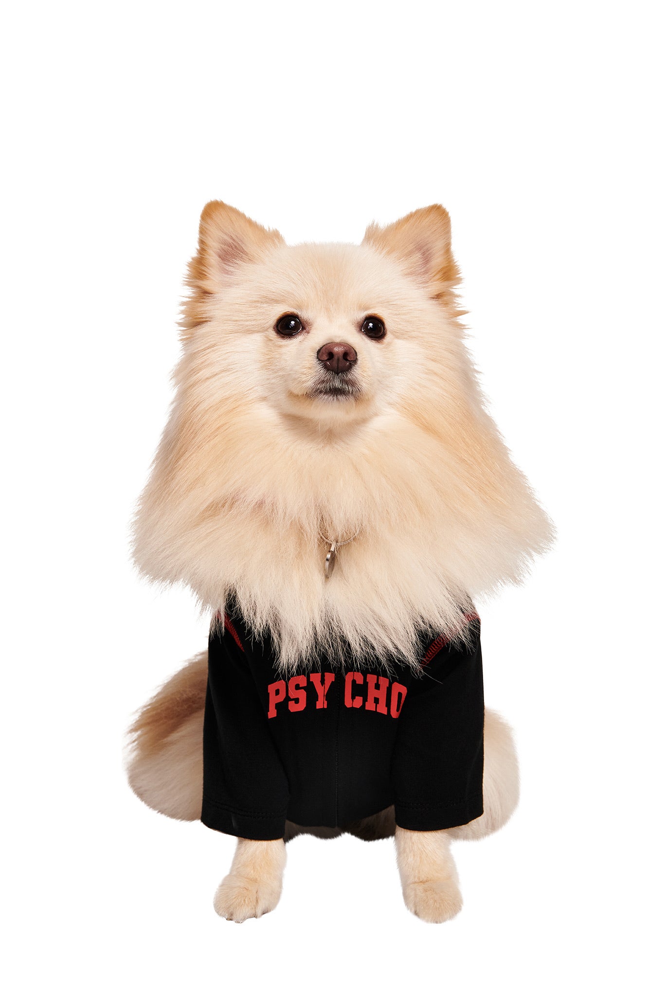 A cream-colored Pomeranian sits facing forward on a white background, wearing the I.AM.GIA BLARE BEST FRIEND DOG HOODIE in black with red "PSYCHO" lettering.