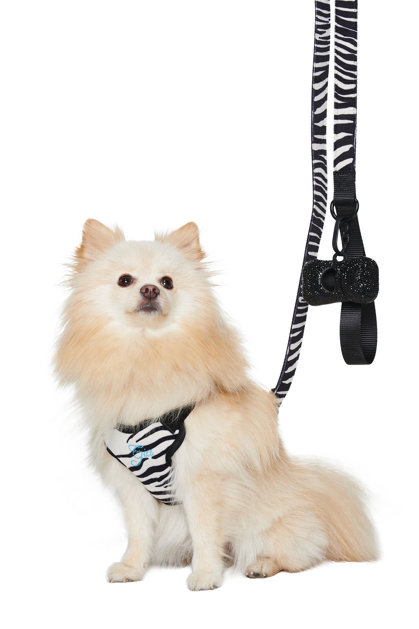 A fluffy cream-colored dog wears the STAR PAWFECT 3-PIECE SET - FINE LINE ZEBRA by I.AM.GIA, featuring a zebra-striped harness and sits next to the matching zebra-striped leash against a white background.
