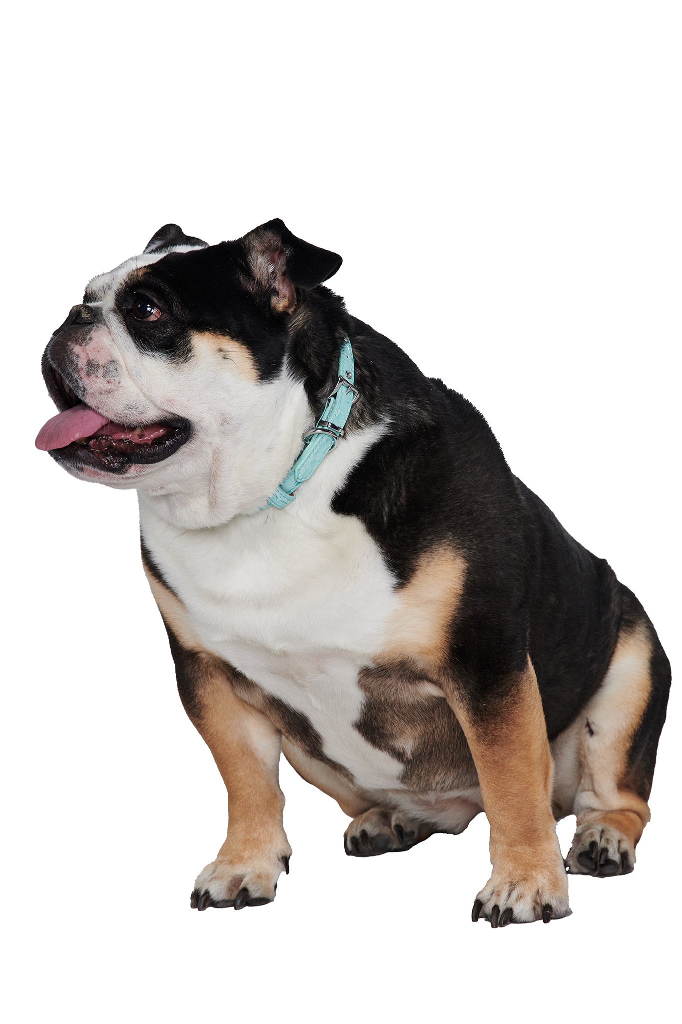 A stocky bulldog with a black, white, and tan coat sits facing left, mouth open and tongue out, wearing the I.AM.GIA STAR PET COLLAR - BABY BLUE against a white background. The dog appears relaxed and stylish.