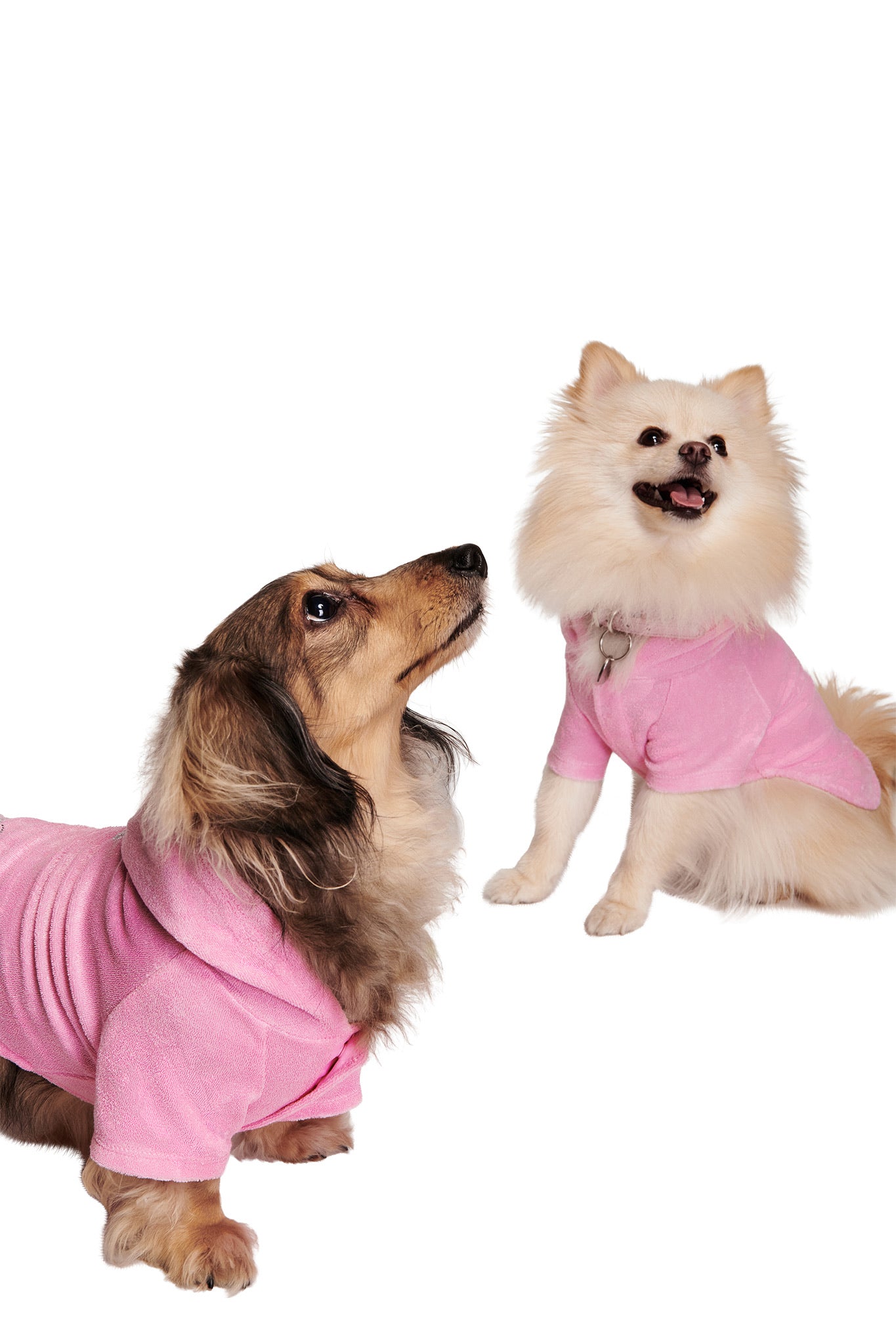 Two small dogs sit against a white background. One has long brown fur, while the other, wearing the I.AM.GIA HONEY DOG HOODIE in pink, has fluffy white fur and smiles with its mouth open.