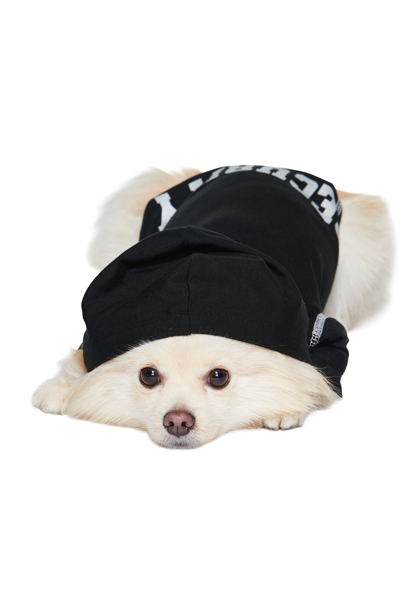 A small fluffy white dog lies down wearing the I.AM.GIA BLARE DOG HOODIE in jet black with “SECURITY” lettering, looking up with its head resting on the floor.